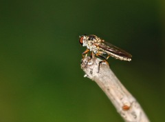 Ommatius tibialis