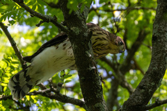 Accipiter cooperii