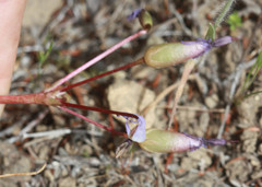 Dodecatheon