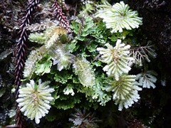 Dendrohypopterygium filiculiforme