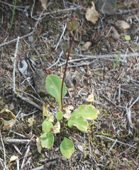 Dodecatheon