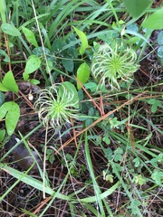 Clematis viorna