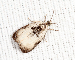 Olethreutes malana
