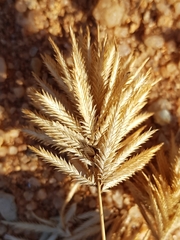 Eragrostis patens