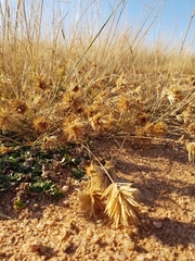 Eragrostis patens