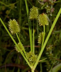 Cyperus retrorsus