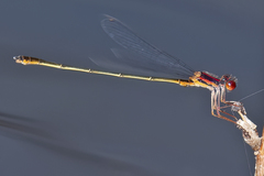 Enallagma dubium