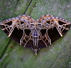 Gandaritis atricolorata