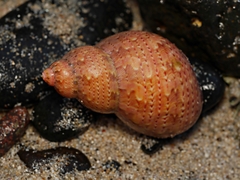 Phasianella ventricosa