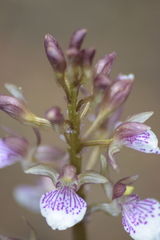 Corallorhiza macrantha