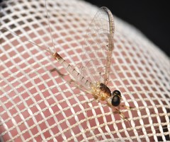 Maccaffertium modestum