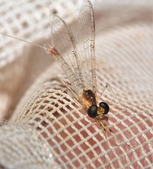 Maccaffertium modestum