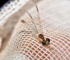 Maccaffertium modestum