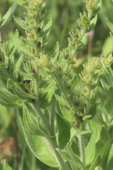 Lithospermum occidentale