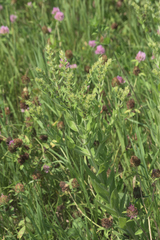 Lithospermum occidentale