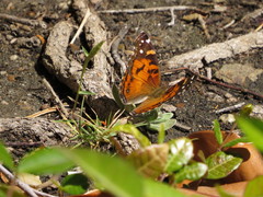 Vanessa virginiensis