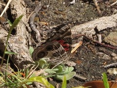 Vanessa virginiensis