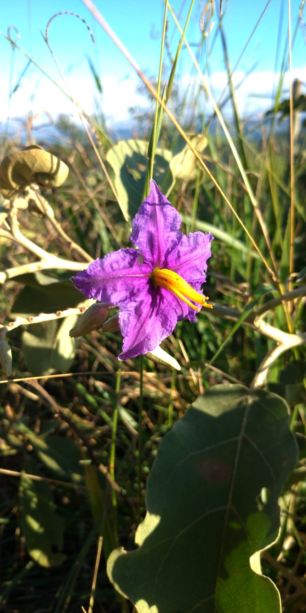 Solanum lycocarpum
