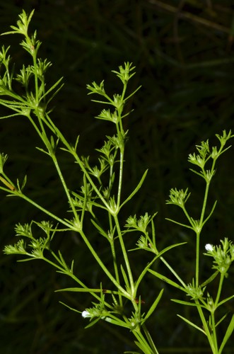 Polypremum procumbens