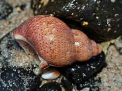 Phasianella ventricosa
