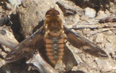 Poecilanthrax alcyon