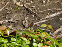 Vanessa virginiensis