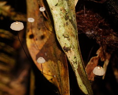 Marasmius crinis-equi