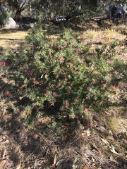 Grevillea lanigera