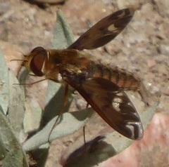 Poecilanthrax alcyon