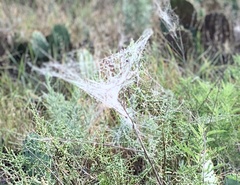 Tetranychus lintearius