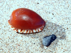 Notocypraea angustata