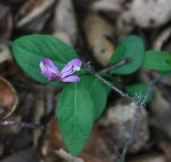 Rhinotropis californica
