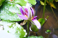 Nymphaea elegans