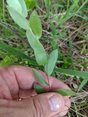 Symphyotrichum sericeum