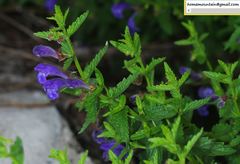 Scutellaria scordifolia