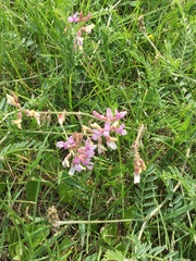 Astragalus flexuosus