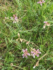 Astragalus flexuosus