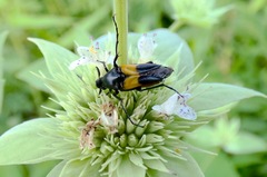 Macrosiagon flavipennis