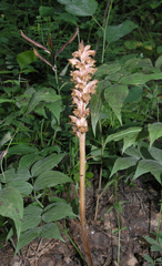 Orobanche alsatica