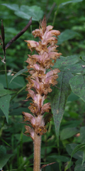 Orobanche alsatica