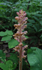 Orobanche alsatica