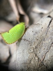 Salurnis marginella