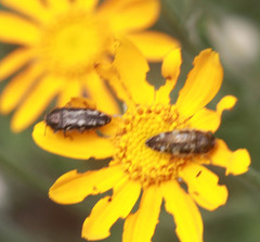Acmaeodera