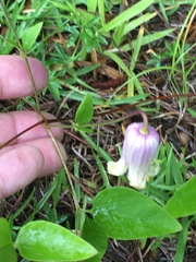 Clematis viorna
