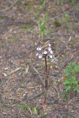 Corallorhiza macrantha