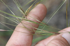 Nassella pulchra