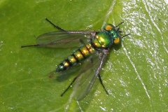 Condylostylus caudatus