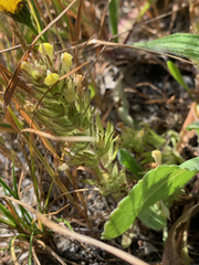 Castilleja victoriae