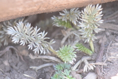 Potentilla candicans