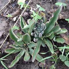 Thompsonella minutiflora